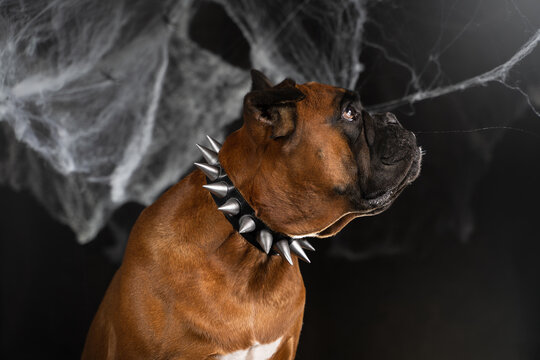 a dog in a collar with spikes, an image for Halloween