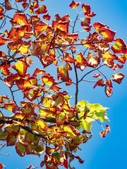 Hot summer in Italy. Terrible drought. Dry tree cannot dissolve leaves