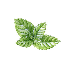 drawing mint green leaves, medicinal plants, aromatic herbs, hand drawn illustration © cat_arch_angel