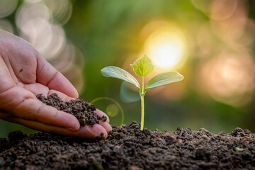 Farmers plant trees and take care of them with farmers hands. resource conservation and the concept...