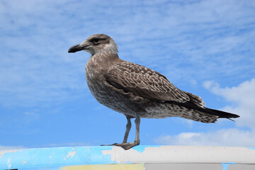 A gull pauses on the roof on a sunny day