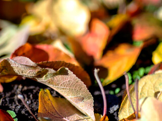 picturesque bright multicolored autumn leaves on the ground