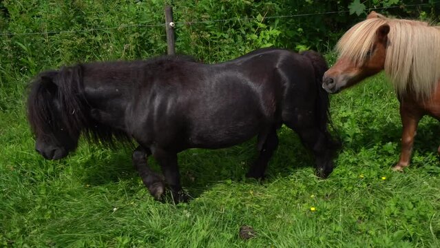 Stallion and Gelding Fighting Over A Shetland Pony Mare