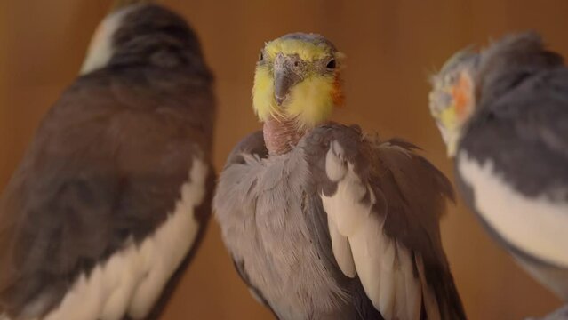 Cockatiels Lose moulting, stress, feather destructive behaviour or excessive preening