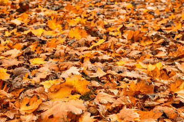 Autumn. Red and orange fallen autumn leaves. The background image. Selective focus.