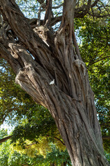 Old Brown Tree Trunk with a White Pigeon Nesting.