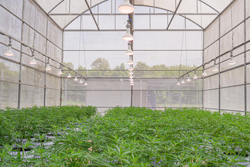 Commercial cannabis business. Large outdoor marijuana commercial growing operation in the greenhouse