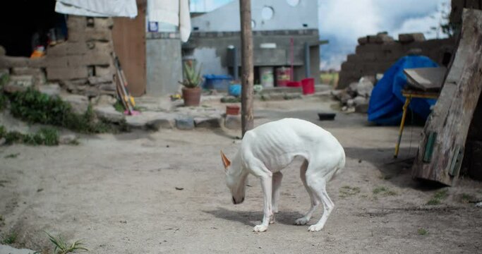 City ​​dog ​​exploring the countryside