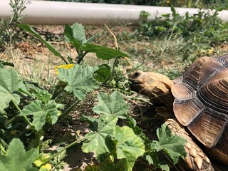 Beautiful sulcata tortoise from africa