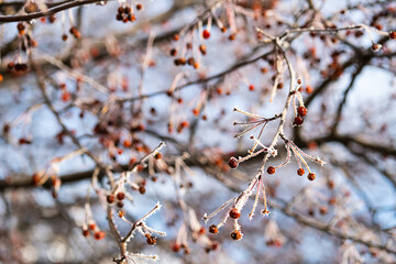 Tree branches covered hoarfrost, close up. First frost, winter coming concept.