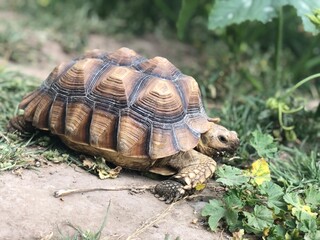 Beautiful sulcata tortoise from africa