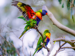 Lorikeet Wings Back