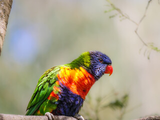 Rainbow Head