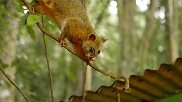 a tracking shot of a coppery brushtail possum climbing down a vine at a rainforest in north qld, australia