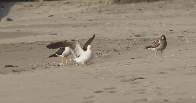 Flock of Belcher's gulls on the sandy shore one gull has one leg and struggles to land right