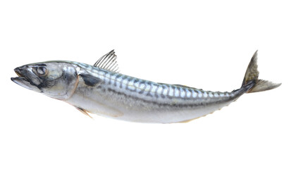 Fish mackerel isolated