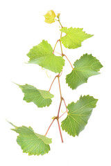 Grape leaves