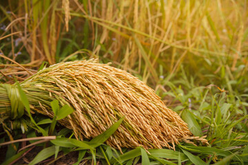 Ear of paddy or ears of Thai jasmine rice.