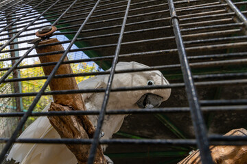 Large  white-cocked cockatoo -Cacatua alba - Plyctolophus alba - looking through the bars in Gan Guru kangaroo park in Kibutz Nir David in the north of Israel