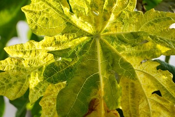 Fresh papaya leaf with sunlight falling over the surface.