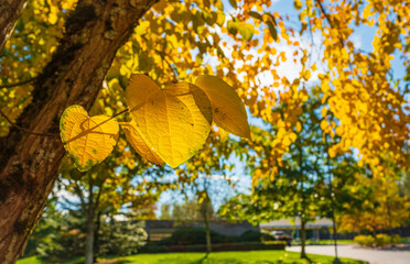 The warm autumn sun shining through golden treetops, with beautiful bright blue sky. Autumn landscape