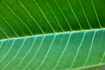 Leaf of flowering plant Sacuanjoche or Plumeria Rubra