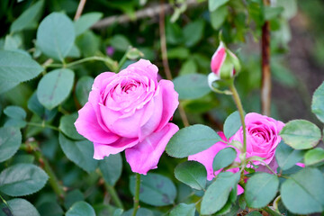 バラ「クレール・マーシャル」