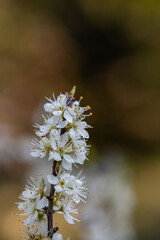 Prunus spinosa flower growing in meadow, close up