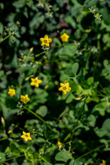 Oxalis dillenii flower growing in meadow