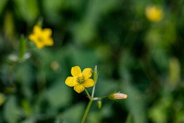 Oxalis dillenii flower growing in meadow