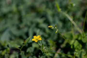 Oxalis dillenii flower growing in meadow