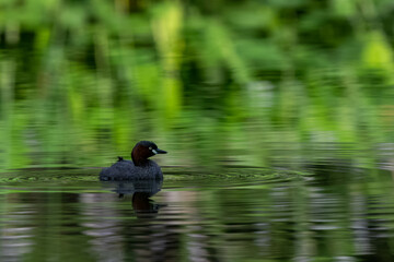 Little Grebe