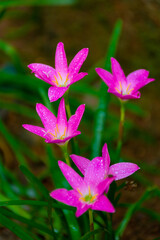 lilly flowers