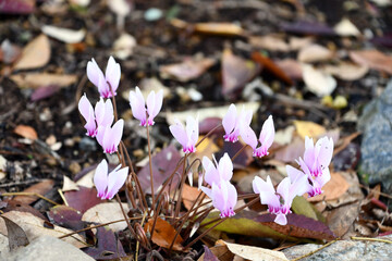 ハミズシクラメン	
