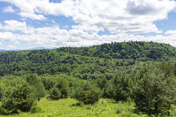 Subalpine meadows, summer flowering of plants and herbs, panorama of mountainous terrain.