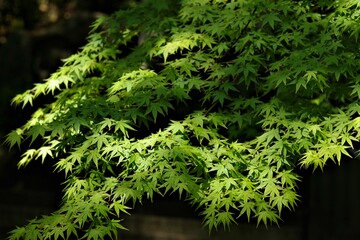 木洩れ日を浴びる新緑のもみじ