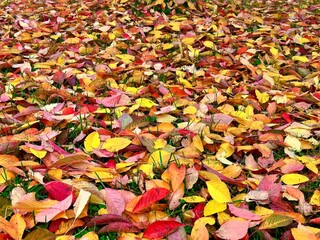 autumn leaves background