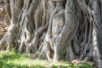 Fototapeta na wymiar The Buddha head in the tree at Wat Mahathat is amazing Thailand and popular with tourists from all over the world