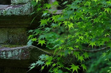石造五重塔ともみじ