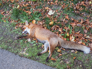 dead red fox, vulpes vulpes