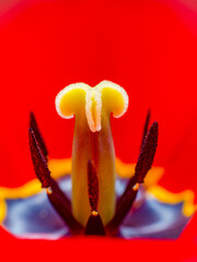 Natural pattern on a red tulip