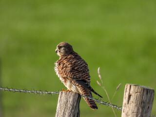bird of prey, falcon on a fence