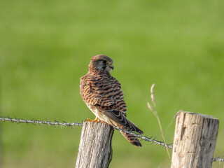 bird of prey, falcon