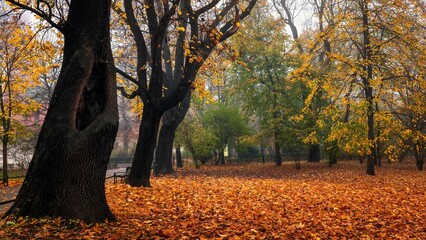Kolorowa jesień na krakowskich plantach w mglisty poranek