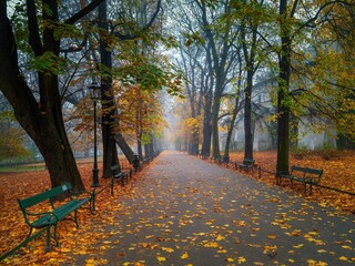 Kolorowa jesień na krakowskich plantach w mglisty poranek - obrazy, fototapety, plakaty