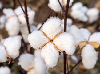 Close up photo of ripe cotton field. Concept of cotton harvest.