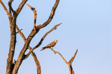 Wild female Kestrel sits in a treetop and looking
