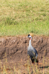 Grey crowned crane in the savanna