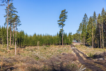 Fototapeta premium Boreal forest with a clear cutting