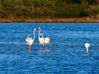 courting dance of flamingos , lagoon near San Theodor village in Sardinia